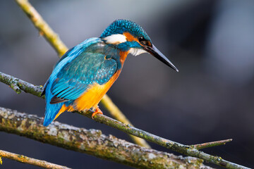 Eisvogel im Herbst, Winter auf einem Ast / Vogel / Kingfisher