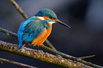 Eisvogel im Herbst, Winter auf einem Ast / Vogel / Kingfisher