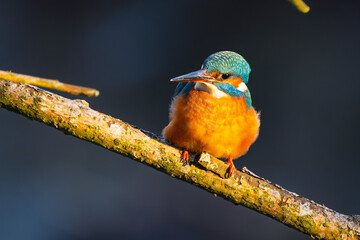 Eisvogel im Herbst, Winter auf einem Ast / Vogel / Kingfisher