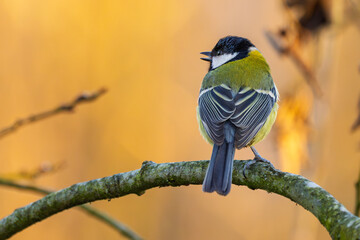 Kohlmeise im warmen Licht im Winter auf einem Ast / Vogel