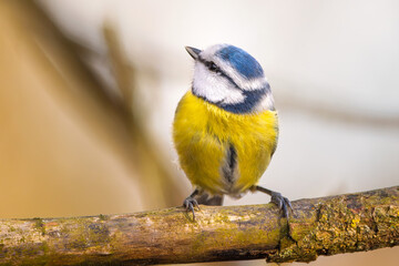 Blaumeise (blue tit) im Herbst, Winter auf einem Ast / Vogel