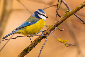 Fototapeta premium Blaumeise (blue tit) im Herbst, Winter auf einem Ast / Vogel