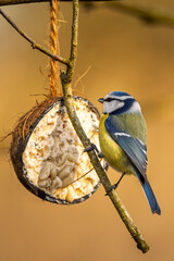 Blaumeise an der Futterstelle (blue tit) im Herbst, Winter auf einem Ast / Vogel