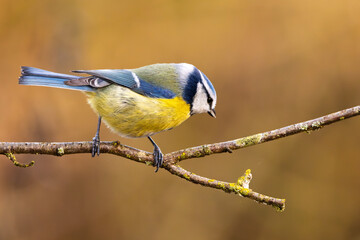Blaumeise im warem Licht (blue tit) im Herbst, Winter auf einem Ast / Vogel