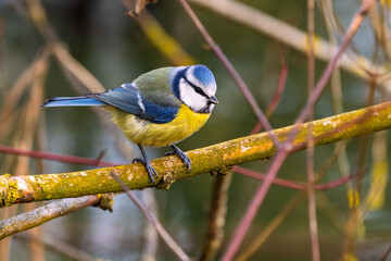 Blaumeise (blue tit) im Herbst, Winter auf einem Ast / Vogel