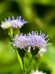 bandotan flower (Ageratum conyzoides) with blurred background