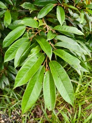 durian leaf (Durio zibethinus) in tropical nature borneo