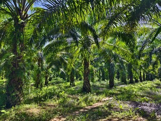 Obraz premium oil palm plantation in the morning