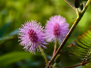 Mimosa Pudica flowers with blur background