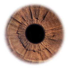 close up of an eye isolated