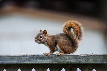 yard stuff with animals apple garden