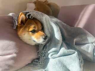 Pensive Shiba Inu with a sorrowful expression, head nestled under a blanket. The mood is reflective and contemplative. High quality close-up photo. copy space available.