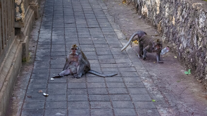 Two monkeys in Uluwatu Monkey Forest, Badung, Bali