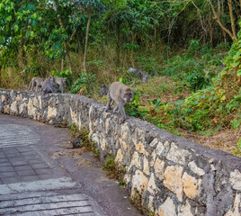 Few monkeys in Uluwatu Monkey Forest, Badung, Bali, Indonesia