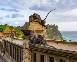 Few monkeys in Uluwatu Monkey Forest, Badung, Bali, Indonesia. Uluwatu Temple is visible in the background.