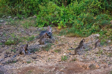 Few monkeys in Uluwatu Monkey Forest, Badung, Bali, Indonesia