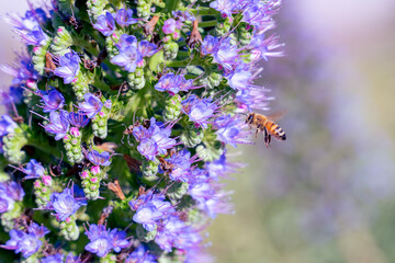 honey bee with pride of madeira 