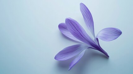 Fototapeta premium Purple crocus flower closeup