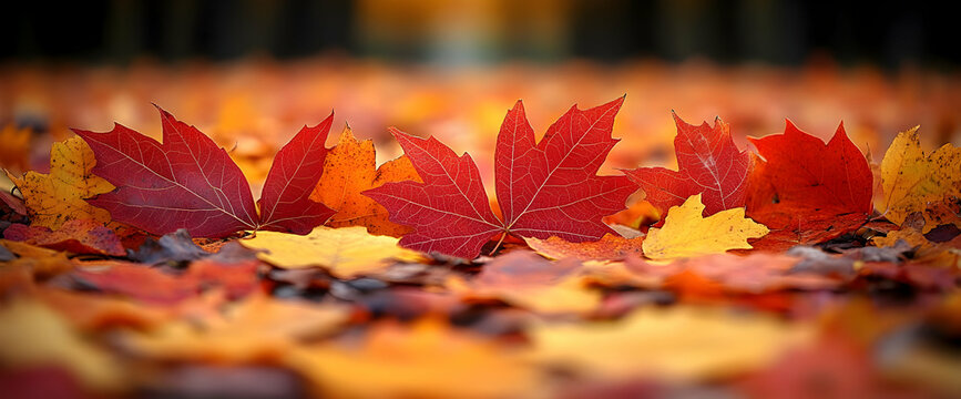 Red Orange Yellow Maple Leaves on Autumn Ground