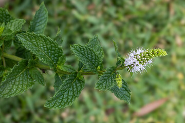 Garden Mint plant in flower © Ken Griffiths
