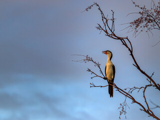 Pied Cormorant on a tree looking out