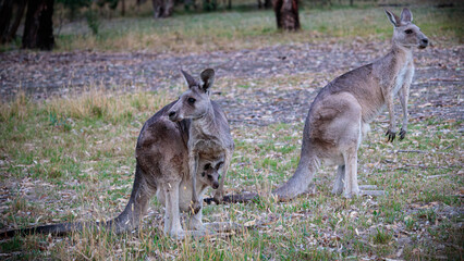 2 kangaroos with a joey in pouch