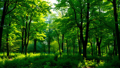 Fototapeta premium Green Trees on transparent background. are Forest and foliage in summer for both printing and web pages with cut path and alpha channel , with white tonespng