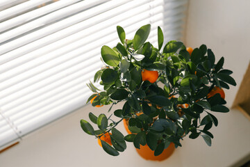 A potted citrus tree with bright orange fruits placed on a windowsill, illuminated by sunlight...