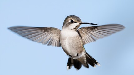 Hummingbird in flight, clear sky background, nature photography, wildlife