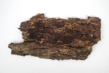 Fototapeta premium Old tree bark on white background