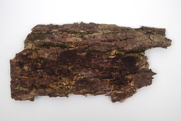 Old tree bark on white background