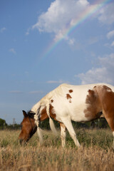 Miniature Horse Bay Tobiano rainbow clouds