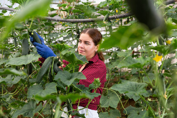 Young lady harvesting cucumbers in large warm house. © JackF