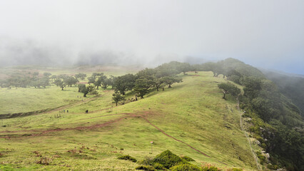 Rolling green hills of Posto Florestal do Fanal in Madeira, Portugal, covered in mist. Ancient...
