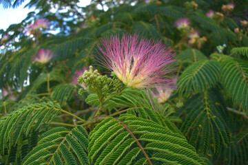 Pink acacia flower among green leaves