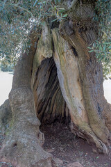 Stamm eines sehr alten Olivenbaums (Olea europaea)