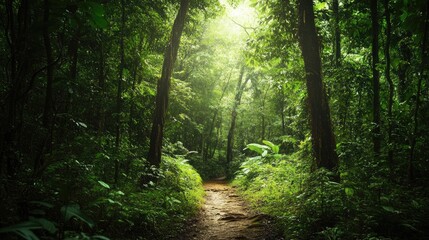 Obraz premium A peaceful trail through a lush forest, with layers of dense vegetation representing the harmonious coexistence of diverse species in an untouched natural environment.