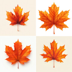 Obraz premium Single Maple Leaf Illustration on White Background