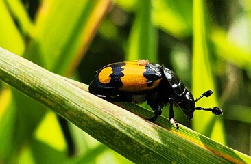 beetle  on leaf