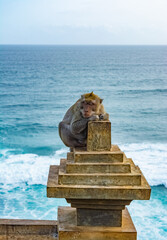 A monkey in Uluwatu Monkey Forest, Badung, Bali