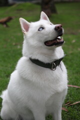 Husky