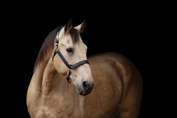 Obraz premium Buckskin Quarter Horse portrait black background