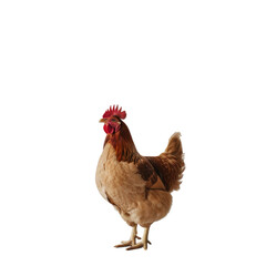 Fototapeta premium brown hen standing proudly with vibrant red comb and wattles, showcasing its feathers and plump body. This captures essence of farm life and poultry