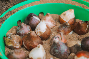 Tulip bulbs in planting baskets close up.Planting tulips. process of planting bulbous perennial flowers.Garden landscaping process.