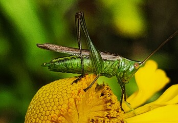 grasshopper on a leaf