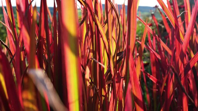 Imperata cylindrica Red Baron.Japanese blood grass.Red grass in the design garden.Cereals and herbs in red tones. High quality 4k footage