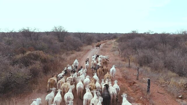 Cowboys drive cattle with skill, guiding the herd on horseback and preserving an ancestral tradition.