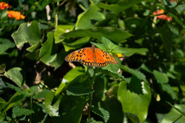 Orange butterfly on a leaf surrounded by flowers and green vegetation