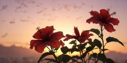 Delicate hibiscus flower silhouettes against sunset colors,  garden, hibiscus,  silhouette