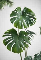 Delicate Monstera leaves with isolated foliage on white background,  greenery,  nature,  white